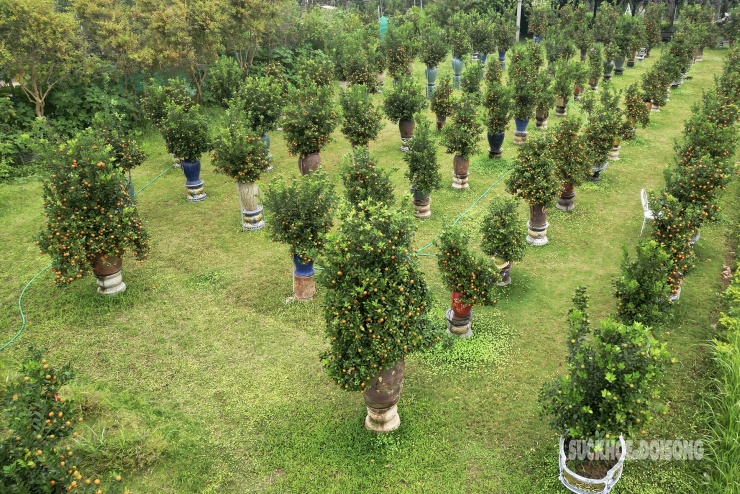 Toàn cảnh vườn quất Tứ Liên với hàng trăm chậu cây xếp thẳng lối, sẵn sàng phục vụ thị trường Tết Bính Ngọ 2026.