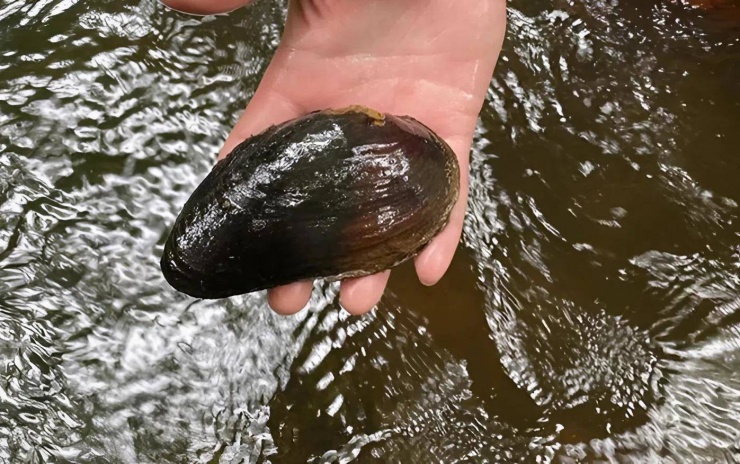 Ngọc trai có thể nuôi ở môi trường nước ngọt với chi phí thấp hơn ngọc trai biển, đòi hỏi kỹ thuật nuôi cấy và quản lý môi trường nước cẩn thận, chủ yếu tập trung vào việc cấy nhân và nuôi dưỡng trong điều kiện nước sạch, nhiệt độ ổn định.