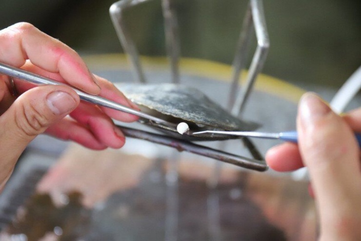 Khoảng 1.5-2 năm, người nuôi mới có thể thu hoạch trai. Công đoạn quyết định thành hay bại của mô hình chính là cách cấy trai phải đúng kỹ thuật.