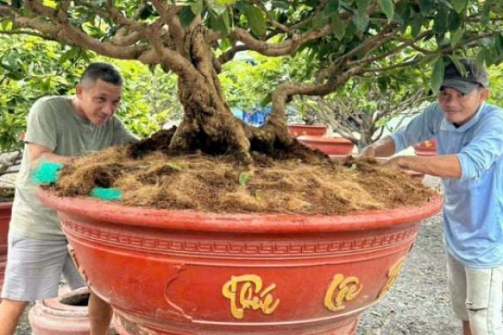 Các cây mai vàng cụ kỵ ở chợ Tết Nguyên đán 2026: Nhà vườn TPHCM dè dặt "nhá hàng", chỉ lo sa vào cảnh đìu hiu