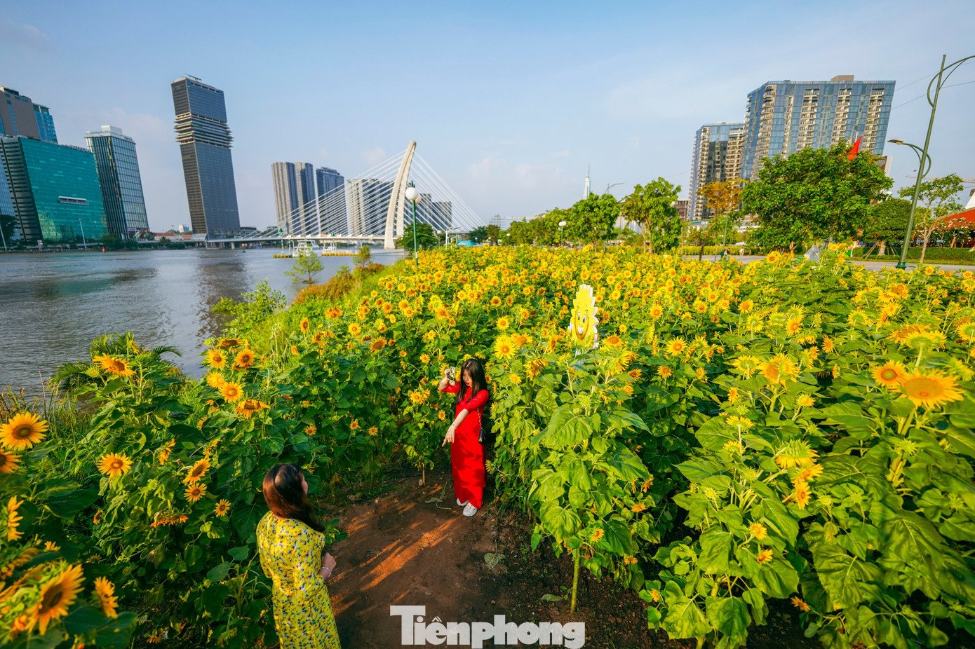 Dưới nắng nhẹ, hàng ngàn bông hoa vàng rực đồng loạt hướng về phía Mặt trời, tạo nên không gian sinh động, tươi mới giữa lòng đô thị.