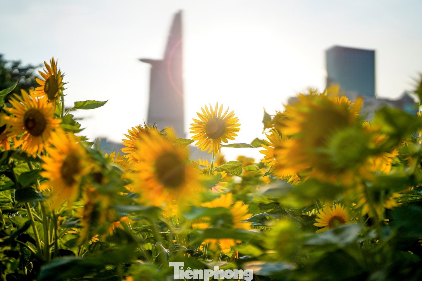 Mãn nhãn vườn hướng dương nghìn bông khoe sắc bên bờ sông Sài Gòn - 11