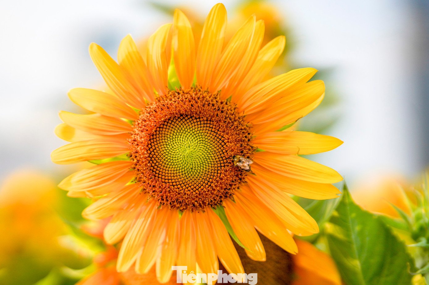 Hàng ngàn đóa hướng dương rực rỡ trong nắng sớm.