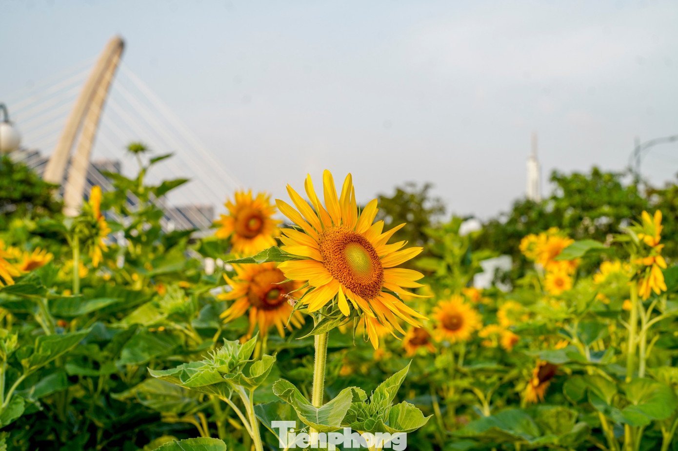 Hàng ngàn đóa hướng dương rực rỡ trong nắng sớm.