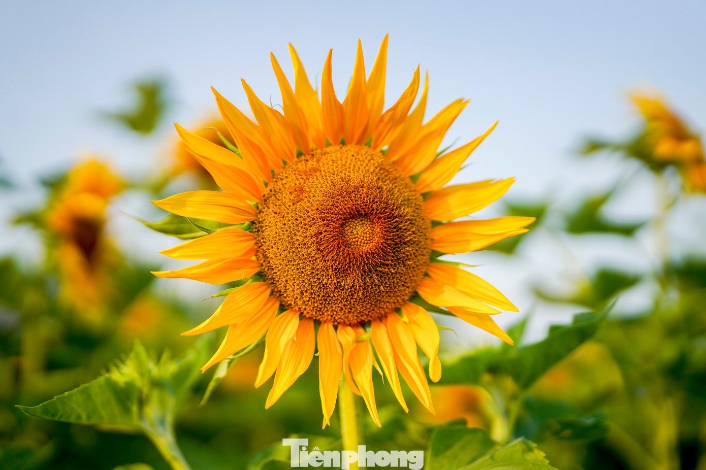 Hàng ngàn đóa hướng dương rực rỡ trong nắng sớm.