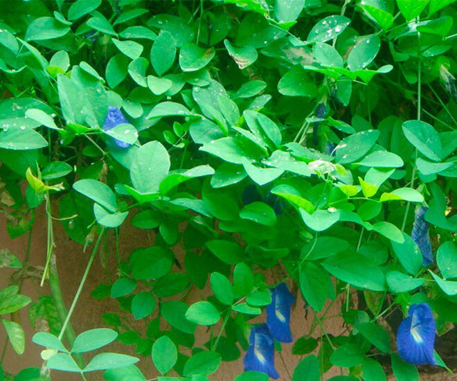 Nghề lạ ở Việt Nam: Cây dại mọc bờ rào dân trồng chỉ 3 tháng thu hoạch, hái hoa bán quanh năm, thành đặc sản nổi tiếng - 1