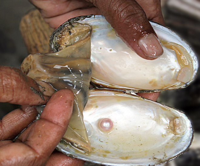 Về chất lượng lõi và độ bền, ngọc trai nước ngọt và nước mặn có một vài điểm khác biệt. Dễ nhận thấy nhất chính là màu sắc và khả năng tạo hình.