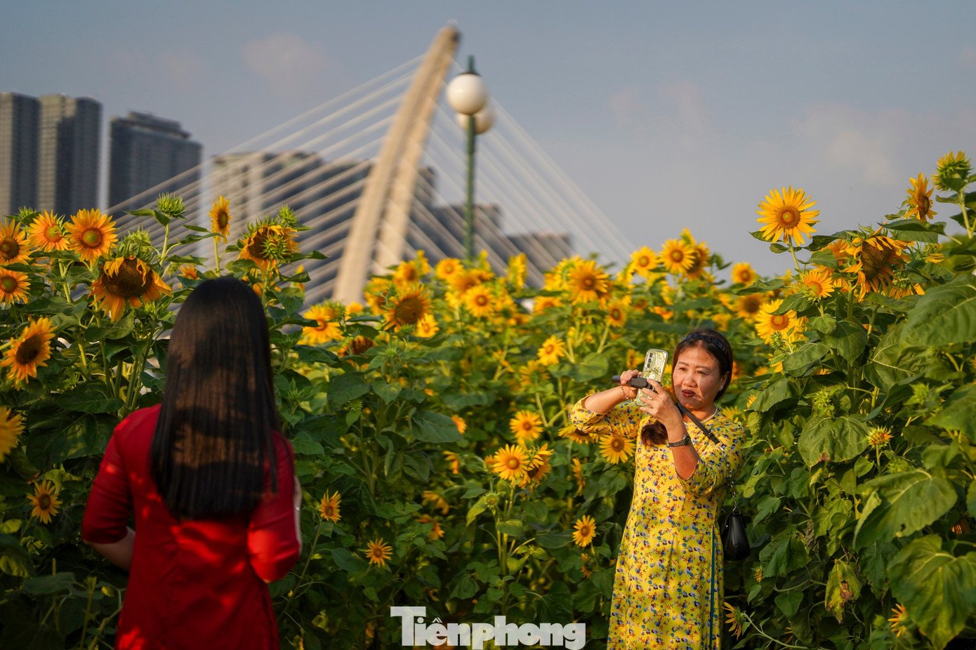 Dưới nắng nhẹ, hàng ngàn bông hoa vàng rực đồng loạt hướng về phía Mặt trời, tạo nên không gian sinh động, tươi mới giữa lòng đô thị.