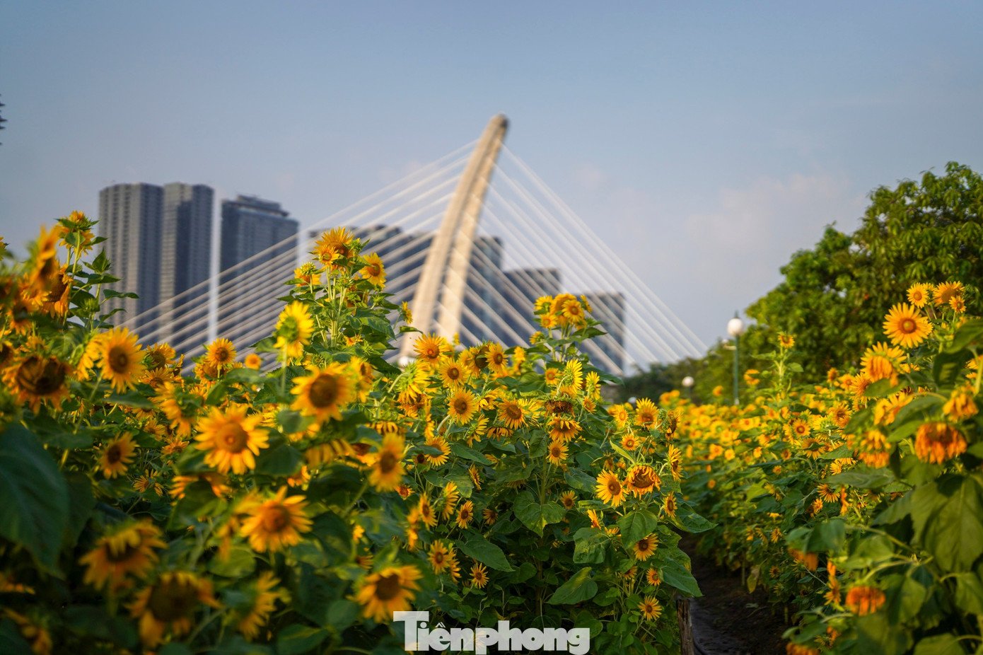 Theo ghi nhận của PV, khu vực bờ sông thuộc phường Thủ Thiêm những năm gần đây được chỉnh trang, bổ sung thêm các không gian xanh, trở thành điểm sinh hoạt cộng đồng quen thuộc. Việc hình thành các vườn hoa theo mùa không chỉ góp phần cải thiện cảnh quan đô thị mà còn mang lại những “khoảng thở” cần thiết cho người dân giữa nhịp sống nhanh của TPHCM.