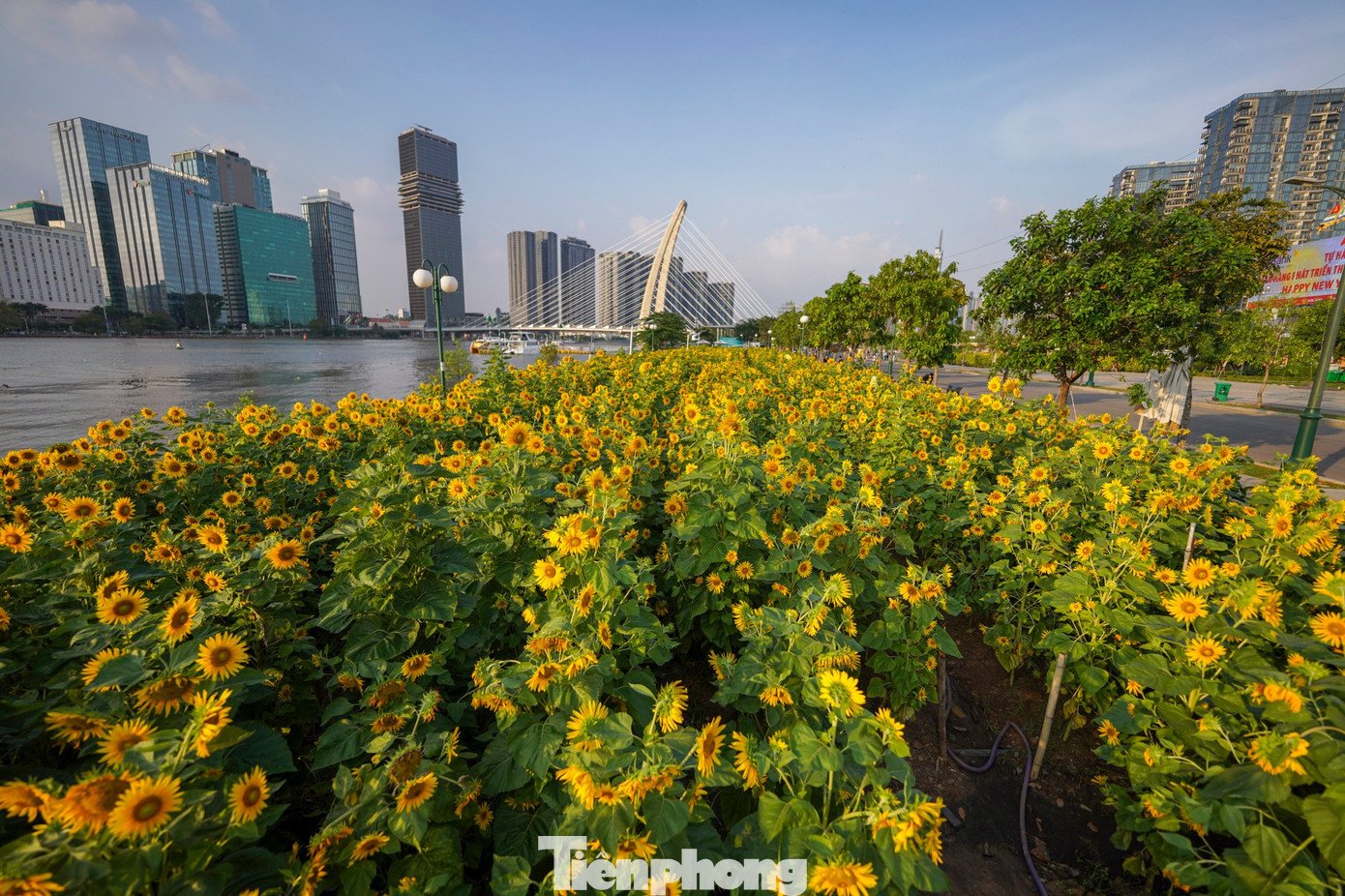 Theo ghi nhận của PV, khu vực bờ sông thuộc phường Thủ Thiêm những năm gần đây được chỉnh trang, bổ sung thêm các không gian xanh, trở thành điểm sinh hoạt cộng đồng quen thuộc. Việc hình thành các vườn hoa theo mùa không chỉ góp phần cải thiện cảnh quan đô thị mà còn mang lại những “khoảng thở” cần thiết cho người dân giữa nhịp sống nhanh của TPHCM.