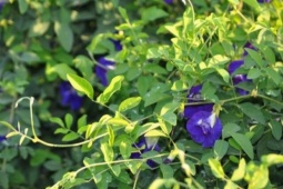 Nghề lạ ở Việt Nam: Cây dại mọc bờ rào dân trồng chỉ 3 tháng thu hoạch, hái hoa bán quanh năm, thành đặc sản nổi tiếng