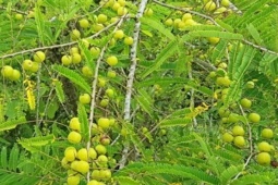 Loại quả dại xưa không ai ngó ngàng nay “lên đời” thành đặc sản, siêu giàu vitamin, giá 500.000 đồng/kg vẫn đắt hàng