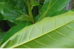 Công dụng của lá bàng và những bài thuốc dân gian