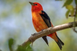 Bí mật số cuối ngày sinh Âm lịch: 4 con số được cho là hút tài lộc mạnh nhất