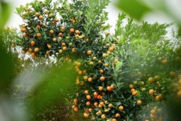 Độc lạ quất mộc căn tạo dáng ngựa