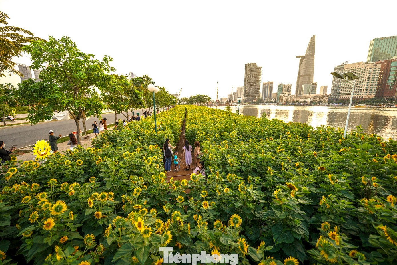 Không ít người tranh thủ ghi lại những khoảnh khắc đầu năm với sắc vàng của hướng dương - loài hoa thường được xem là biểu tượng của niềm tin, sự lạc quan và hướng tới tương lai.