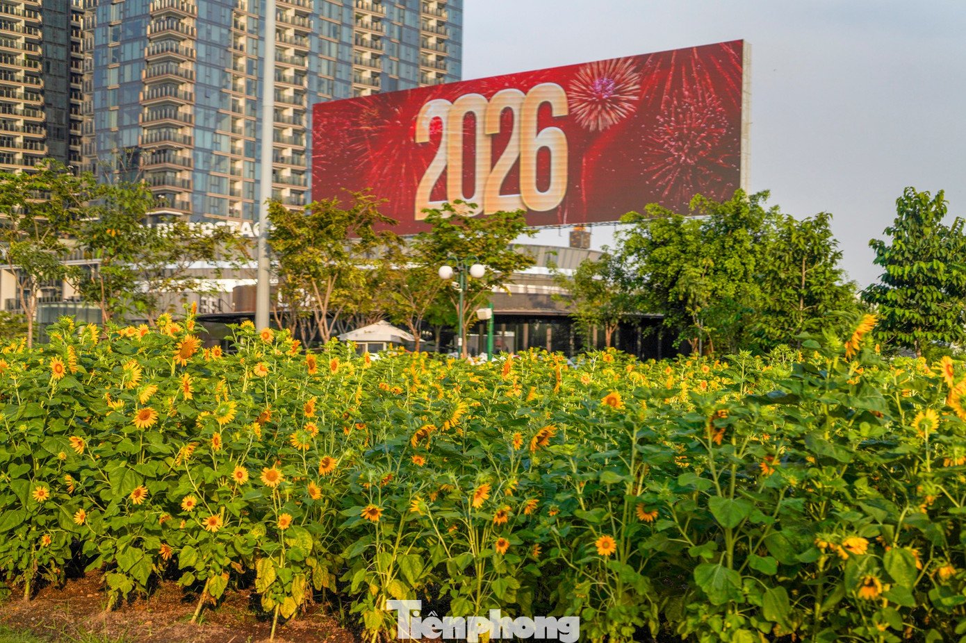 Mãn nhãn vườn hướng dương nghìn bông khoe sắc bên bờ sông Sài Gòn - 9