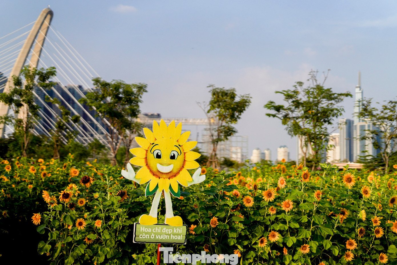 Mãn nhãn vườn hướng dương nghìn bông khoe sắc bên bờ sông Sài Gòn - 10