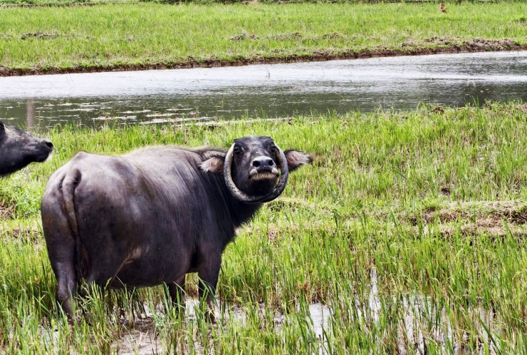 Con trâu sở hữu cặp sừng cong tròn, khép kín ôm sát khuôn mặt.