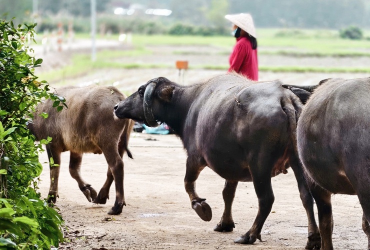 Hình dáng khác lạ giúp con trâu trở nên nổi bật giữa đàn trâu nuôi quen thuộc của địa phương.
