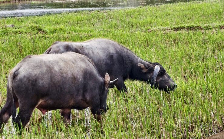 Người dân địa phương cho biết đây là trường hợp “độc nhất vô nhị” trong chăn nuôi trâu bò.