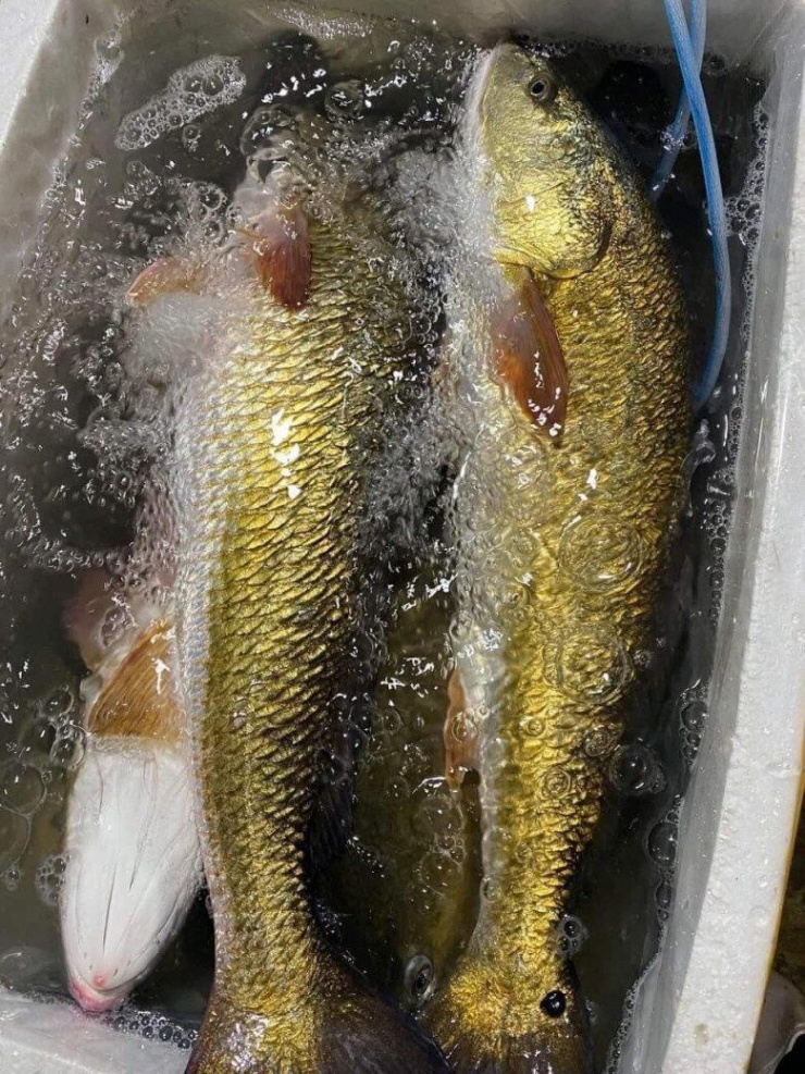 Loài cá quý giá cả tỷ đồng ở Việt Nam, bên trong chứa thứ giới nhà giàu khắp nơi "săn lùng" - 4