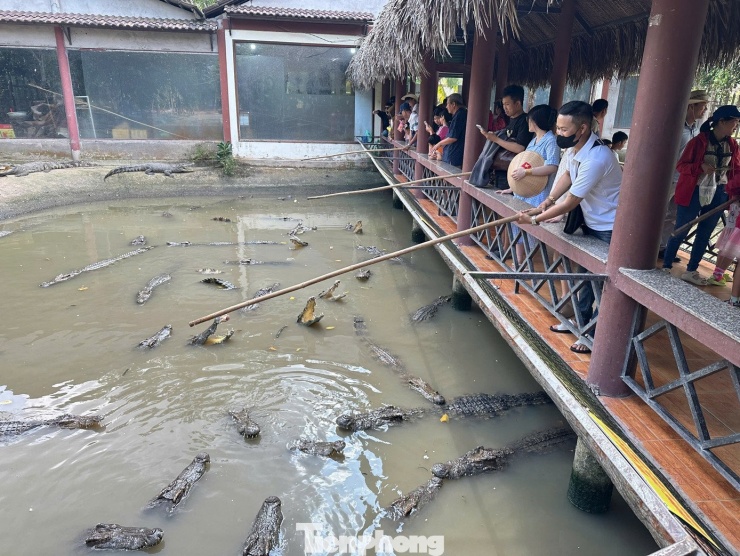 Hồ cá sấu tại một điểm du lịch ở ngoại ô Cần Thơ. Đại diện điểm du lịch này cho biết, trong hai ngày đầu của kỳ nghỉ Tết Dương lịch năm nay, lượng khách vẫn khả quan và dự kiến cả kỳ nghỉ sẽ tăng so với cùng kỳ năm trước. Giá vé vẫn không tăng so với ngày thường, làng cũng có những chương trình độc lạ, đa dạng các loại hình giải trí, đáp ứng nhu cầu trải nghiệm của du khách...