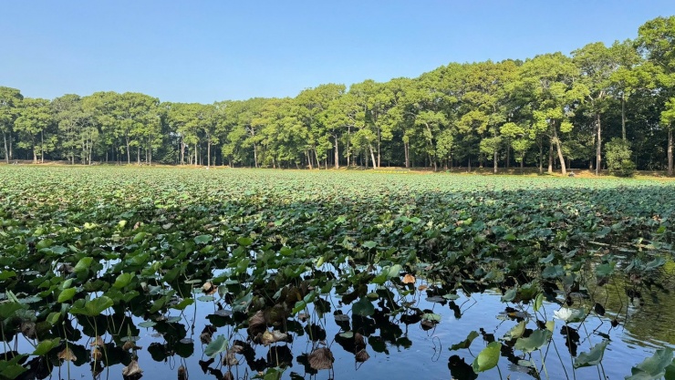 Danh thắng quốc gia Ao Bà Om được ví như lá phổi xanh của tỉnh Trà Vinh trước đây, nơi đây có hệ thống cây xanh bao phủ, không gian rất yên bình và mát lành.