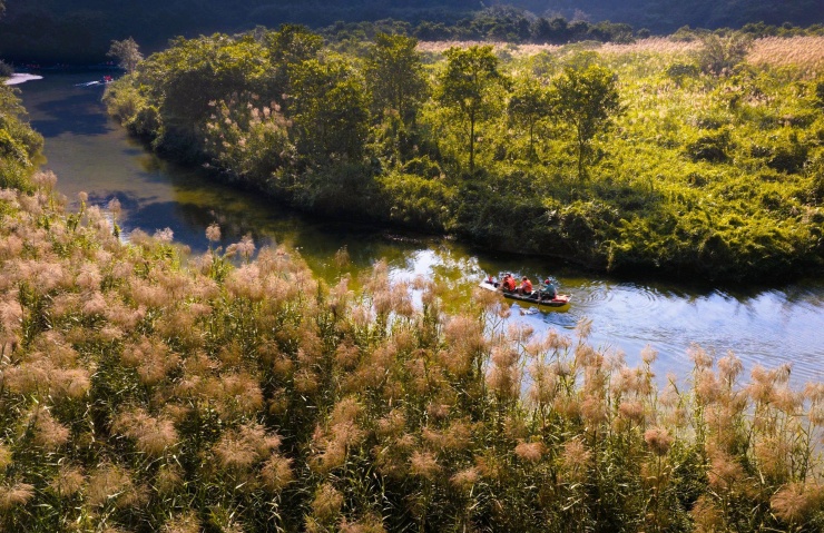 Tràng An - Ninh Bình mùa bông lau nở. Ảnh: Ngọc Linh