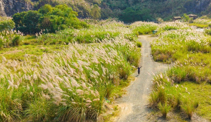 Danh thắng Tràng An những ngày này trở nên huyền ảo lạ thường bởi màu trắng như mây của những cánh đồng hoa lau. Ảnh: Ngọc Linh