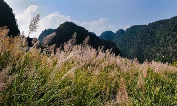 Tràng An say đắm lòng người mùa lau sậy trổ bông - 3