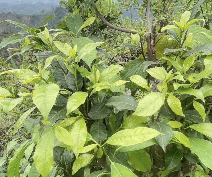 Không đơn thuần là thức rau theo mùa, rau mít rừng còn gắn với nếp sống, kinh nghiệm canh tác và câu chuyện sinh kế của người Mường suốt nhiều năm qua.