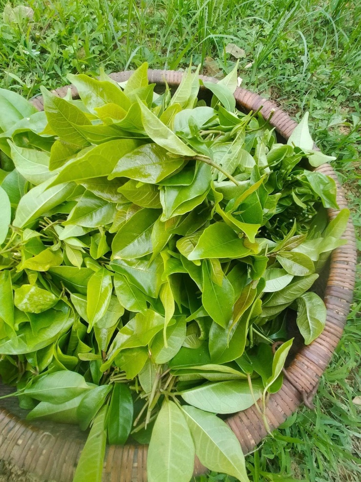 Từ một loại rau mọc hoang trong rừng, rau mít rừng đang dần trở thành sản vật có giá trị kinh tế. Quan trọng hơn, sự “đổi đời” của loại rau này còn góp phần giữ gìn văn hóa ẩm thực của người Mường.