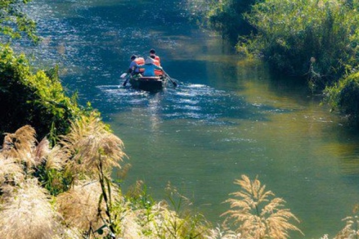 Tràng An say đắm lòng người mùa lau sậy trổ bông