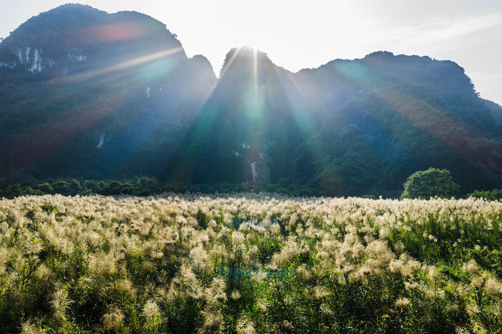 Thời điểm hoa lau đẹp nhất là lúc sáng sớm khi hoa có màu trắng tinh khiết, sau một thời gian sẽ ngả sang màu vàng