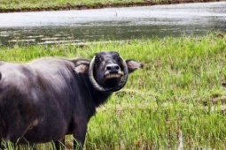 Ngỡ ngàng con trâu có cặp sừng cong tròn 'độc nhất vô nhị' ở Đà Nẵng