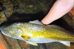 Loài cá quý giá cả tỷ đồng ở Việt Nam, bên trong chứa thứ giới nhà giàu khắp nơi "săn lùng"