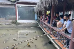 Du khách 'giao lưu' với cả đàn cá sấu