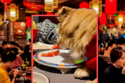 Cho chó ăn trực tiếp trên đĩa của nhà hàng, người chủ bị kiện