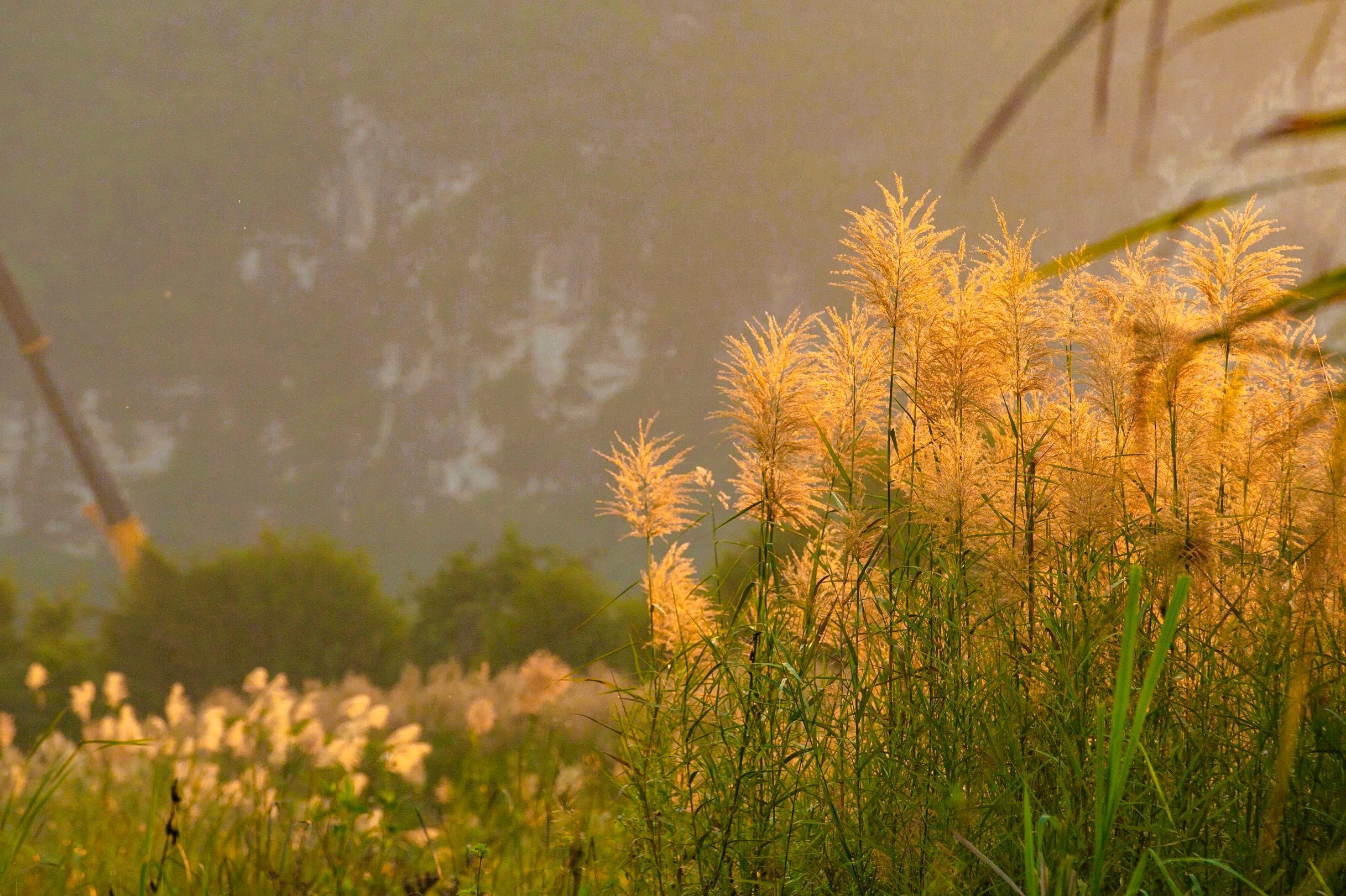 Thời điểm hoa lau đẹp nhất là lúc sáng sớm khi hoa có màu trắng tinh khiết, sau một thời gian sẽ ngả sang màu vàng