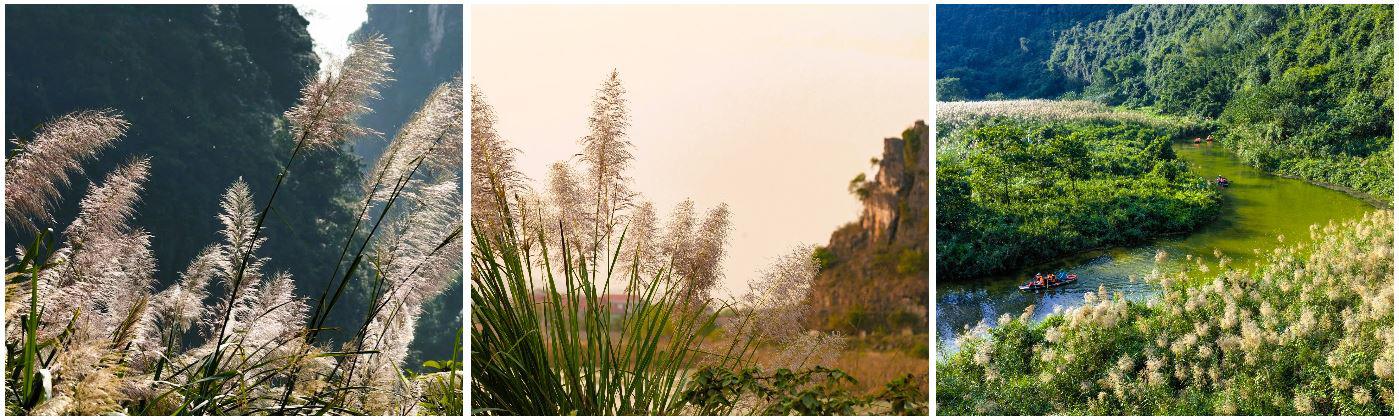 Trên nền trời xanh thẳm, dưới chân những dãy núi đá hùng vĩ là những cánh đồng tràn ngập bông lau trắng. Ảnh: Ngọc Linh