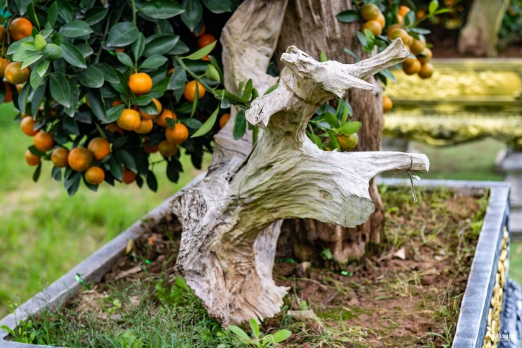 Như thường lệ hàng năm, các cây quất có dáng độc lạ, quất thế, quất ghép tiếp tục là điểm nhấn tại các nhà vườn.