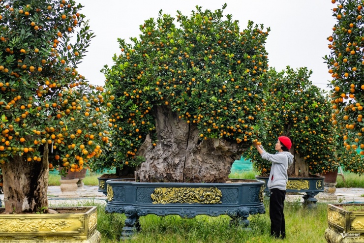 Một cây quất được ghép trong gỗ lũa có chiều cao lên tới hơn 3m cả chậu, tính từ mặt đất. Cây phù hợp bày trong sảnh biệt thự sân vườn, hoặc những nơi uy nghi.