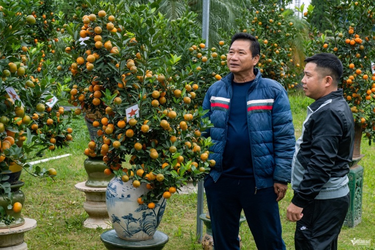 Có mặt tại làng hoa nổi tiếng Thủ đô, ông Nguyễn Huy Hải - Phó Chủ tịch Hội Làng nghề truyền thống quất cảnh Tứ Liên (bên trái), cho hay, tuy quất thế được tạo nên rất kỳ công và rất đẹp nhưng nhiều người chơi hoa kiểng dịp Tết có xu hướng chọn loại cây cảnh tự nhiên nhiều hơn thay vì cây tạo dáng.&nbsp;