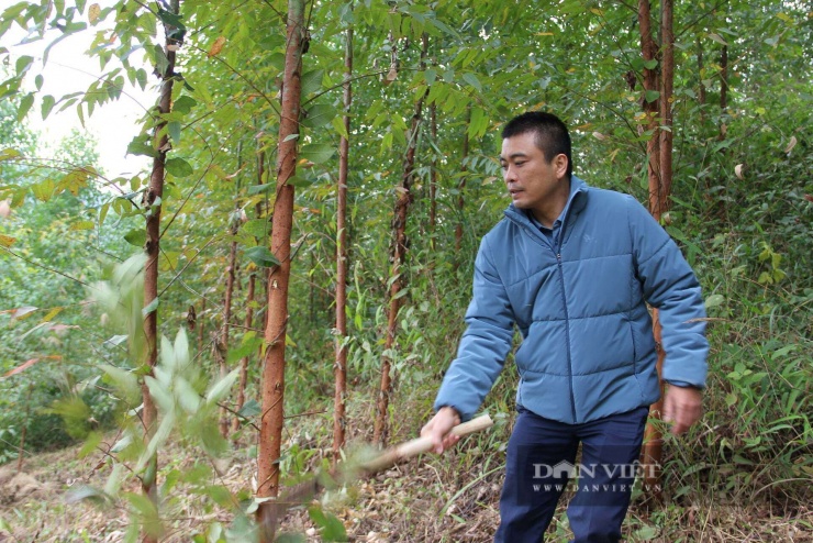 Anh Hùng đang chăm sóc vườn bạch đàn của gia đình. Ảnh: Hoàng Tính