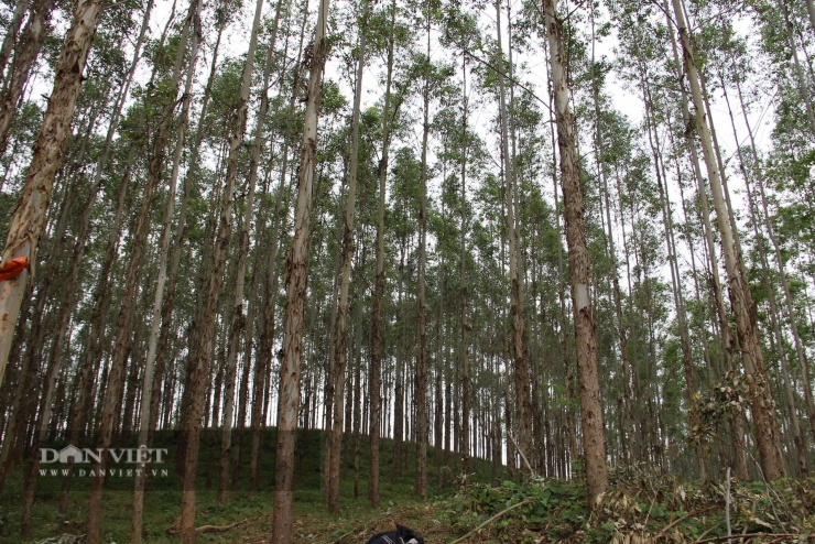 Được chăm sóc cẩn thận rừng bạch đàn của gia đình anh Hùng đều phát triển tốt. Ảnh: Hoàng Tính