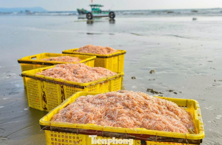 Dịp này, ngư dân đánh bắt được rất nhiều tép biển. Những mẻ tép đầy ắp, tươi rói giúp ngư dân có thu nhập khá.