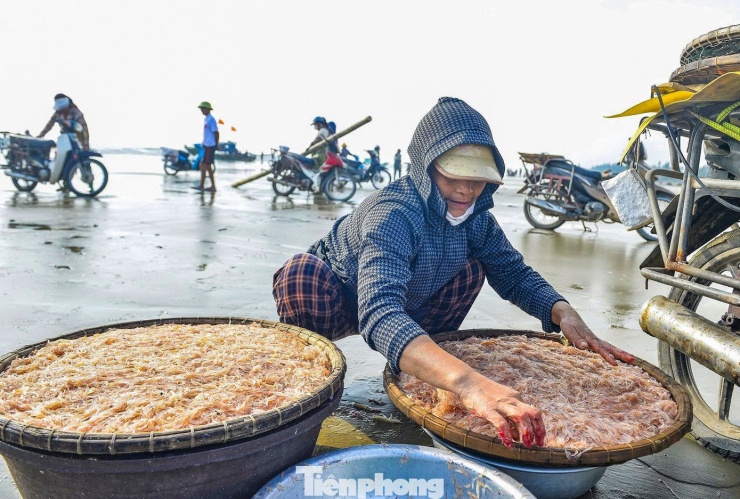 Ngay sau khi cập bờ, hải sản được phân loại nhanh để kịp đưa ra chợ sớm.