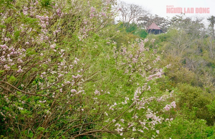 Hoa đỗ mai nở rộ hút hồn du khách đến với Vũng Tàu - 2