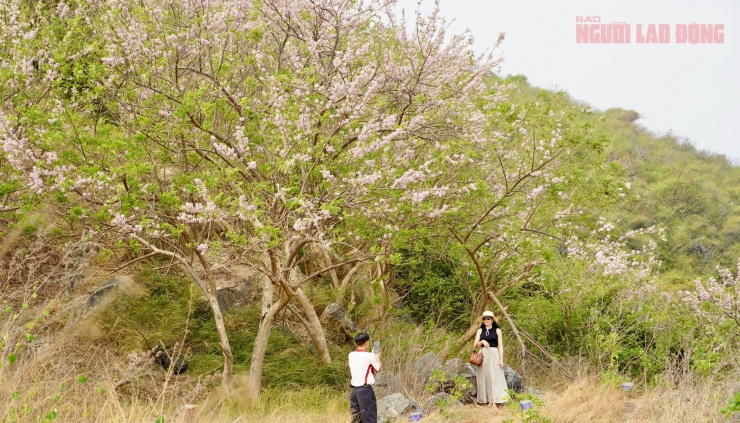 Hoa đỗ mai nở rộ hút hồn du khách đến với Vũng Tàu - 1